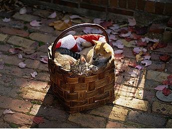 《Voice of Cards:龙之岛》今日发售 官方发布新预告片